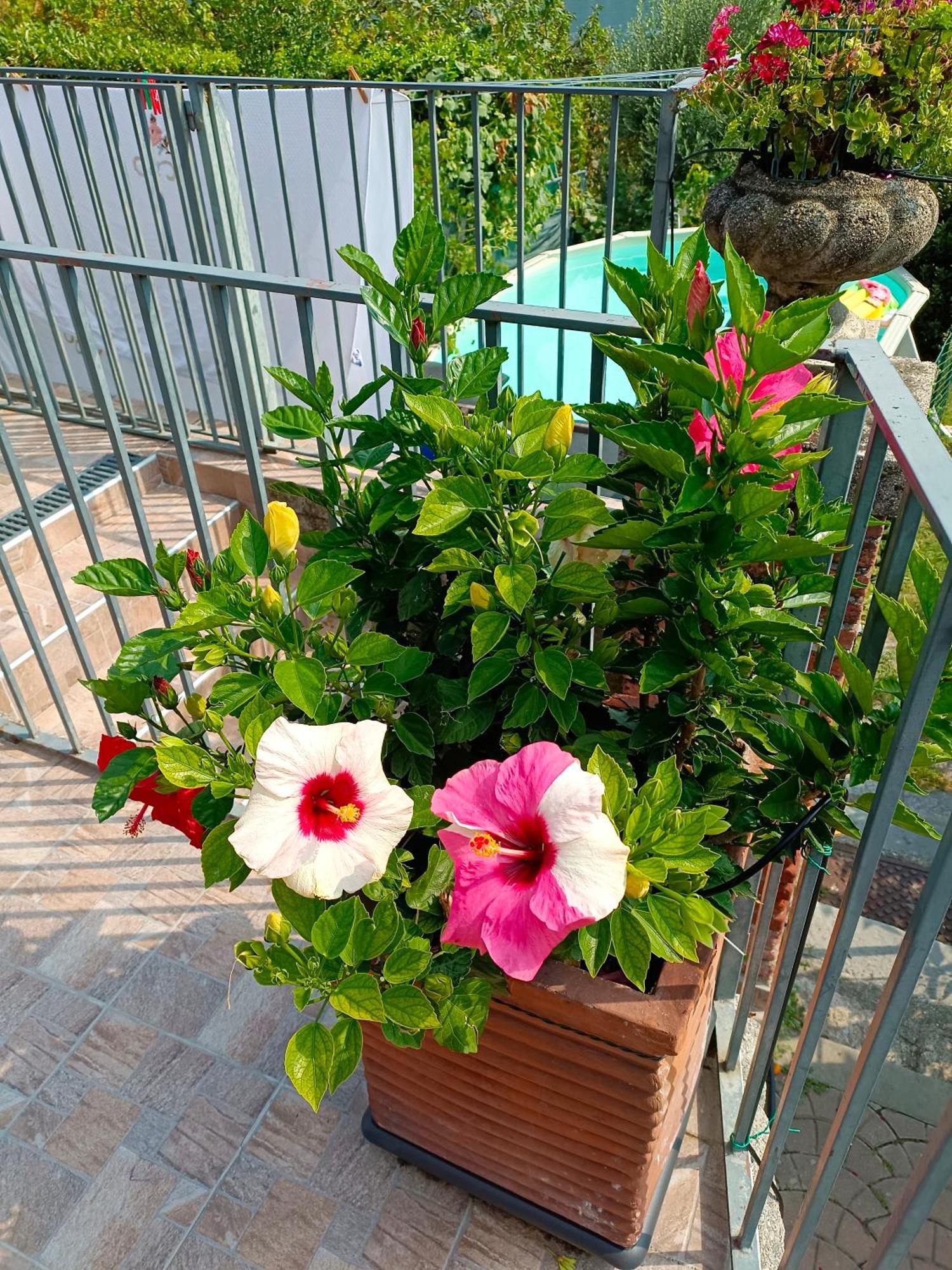 Le Rose Sul Lago Pescate Exteriör bild